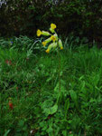 Schlüsselblume (Foto: Wolfgang Voigt)