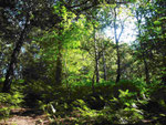 Kellersberger Wald (Foto: Wolfgang Voigt)