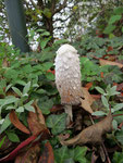 Schopftintling (Foto: Wolfgang Voigt)