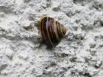 Ruhende Garten-Schnirkelschnecke (Foto: Wolfgang Voigt)