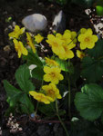 Waldsteinie (Foto: Wolfgang Voigt)