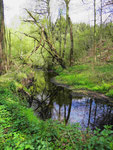 Euchener Bach unterhalb Kläranlage Euchen (Foto: Wolfgang Voigt)