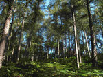 Zopper Wald in Alsdorf (Foto: Wolfgang Voigt)