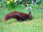 Eichhörnchen auf der Suche (Foto: Wolfgang Voigt)