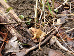 Gerettet: dieser Grasfrosch wurde an geeigneter Stelle freigelassen und ist auf dem Weg ins benachbarte Naturschutzgebiet.