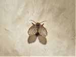 Schmetterlingsmücke, Abortfliege (Foto: Wolfgang Voigt)