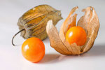 Physalis #1