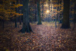 Herbstwald Hemmingen #3