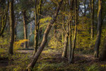Wald bei Hemmingen / Region Hannover