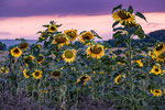 Sonnenblumen bei Hemmingen