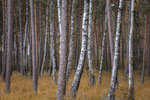 Wald bei Neustadt