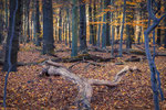 Herbstwald Hemmingen #1