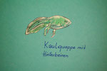 Kaulquappe mit Hinterbeinen