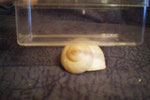 die Schnecke ist unter der Box