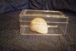 die Schnecke ist in der Box