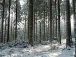 Winterwald im Taunus (c)D. Saul 2012