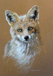 "Fuchs" Pastell 23x33cm, (c) D.Saul 2012