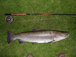 Truite de mer pêchée à la mouche dans la Bresle