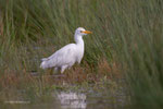 Koereiger in nat veld langs de Postweg (II), november 2023