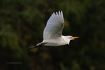Koereiger, nov 23 (6)