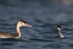Gewone en Geoorde Fuut, jachthaven jan 24