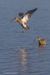 Wulp op het Wad (IV) Vlieland, okt 2021