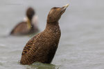 Eidereend (v) richt zich op uit het water ( feb 24)
