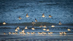Boog van Drieteenstrandlopers, 27.01.2022