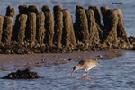 Wulp op het Wad, 2 febr 2022