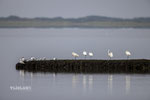 Lepelaars op de strekdam Waddenzijde, juli 2024 (3)