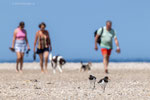 Twee Scholekster pullen en honden (7-23)