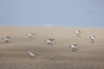 Drieteenstrandlopers, 21 april 2024 (III)