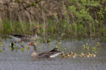 Grauwe Gans met pullen, 16 april 2024 