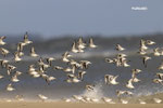 Drieteenstrandlopers in de landing, nov 2024