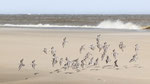 Drieteenstrandlopers, 21 april 2024 (IV)