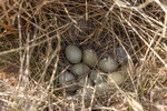 Fazant Nest met 10 eieren, april 2026