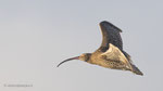 Wulp Vlieland nov 2021