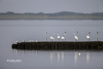 Lepelaars op de strekdam Waddenzijde, juli 2024 (2)