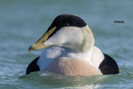 Eidereend (m) jachthaven Vlieland, febr 2024