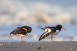 Scholeksters op het strand ordenen de veren-maart 2024