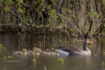 Grauwe Gans met pullen, 16 april 2024 (II)