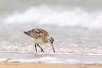 Rosse Grutto op het strand, november 2023 (IV)