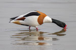 Bergeend stapt op het Wad, april 2024 (I)