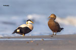 Eiders (m/v) in de avondzon Noordzeestrand, maart 2024