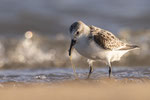 Drieteenstrandloper, Vlieland okt 22 