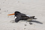 Scholekster op Nest, Noordzeestrand 12 juni 2024 (II)