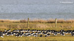 Scholeksters Westerse Veld 8 feb 2022