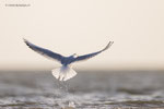 Kokmeeuw, Noordoosthoek Vlieland okt 22
