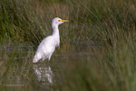 Koereiger in nat veld langs de Postweg (I), november 2023