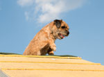 Danilo beim Agility